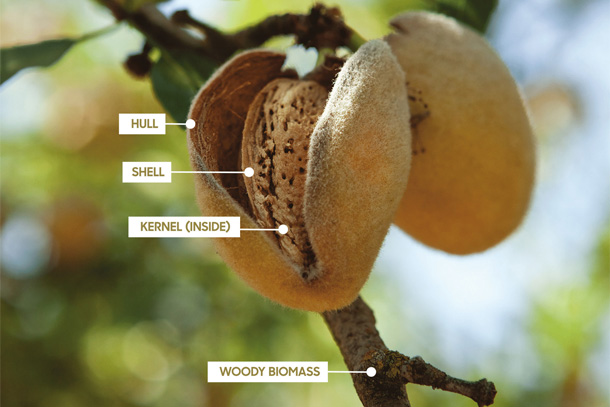 アーモンド出品 000000000030_OZKTBhD.jpg